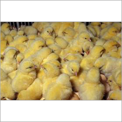 Hen Chicks