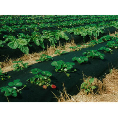 Non-Woven Fabric for Mulching