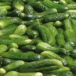 Preserved Gherkins