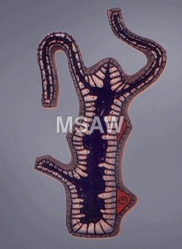 Hydra fiber model