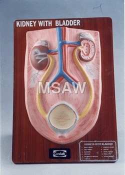 kidney with bladder model