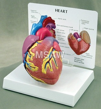 Human heart model
