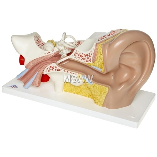 human ear model