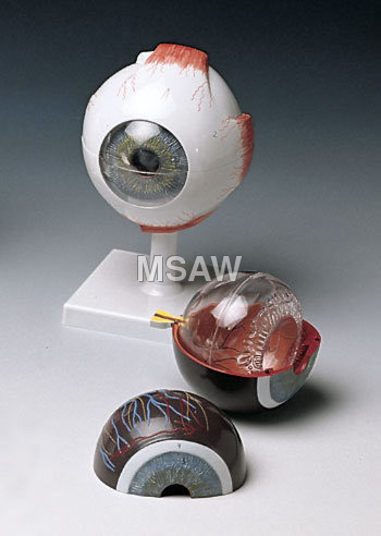 Human eye model