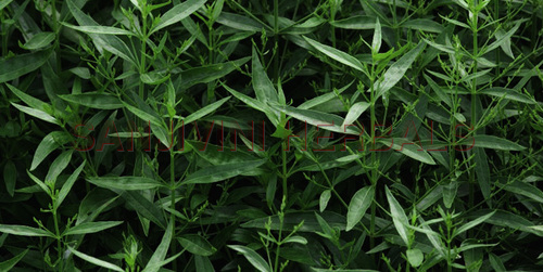 Andrographis Paniculata