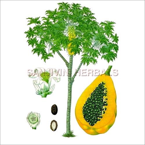 Carica Papaya