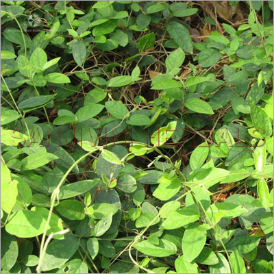 Gymnema Sylvestre Herbs