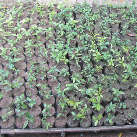 Agarwood Seedling Products