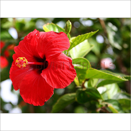 Hibiscus Rosa Sinensis