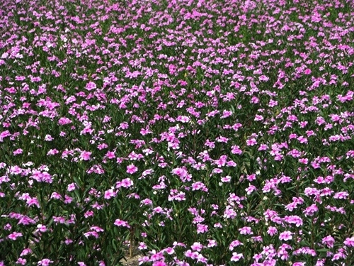 Vinca Rosea Extract