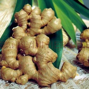 Zingiber Officinale