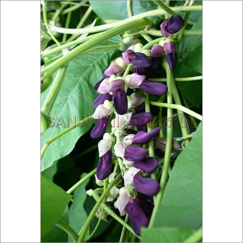 Mucuna Pruriens