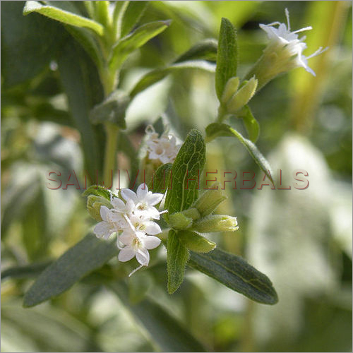 Stevia Rebaudiana