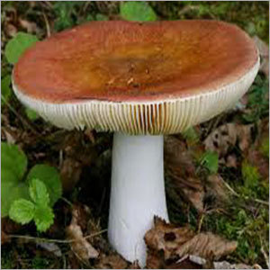 Mushroom - Brown, Cap Diameter: 5-20 cm, Stem Length: 5-15 cm | Culinary Use, High Nutrition, Long Shelf Life, Rich Aroma, Naturally Grown