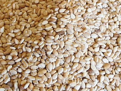 Normal Sesame Seeds