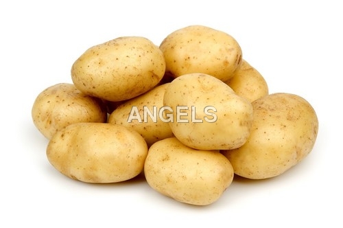 Fresh Preserved Potato - Oval Shape, Variable Size, Beige Color | Fresh, High Quality, Long Shelf Life, Nutritional Value, Purity, Various Packaging