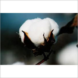 Raw Cotton Yarn