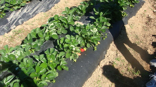 strawberry plant