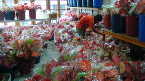 Flower port 