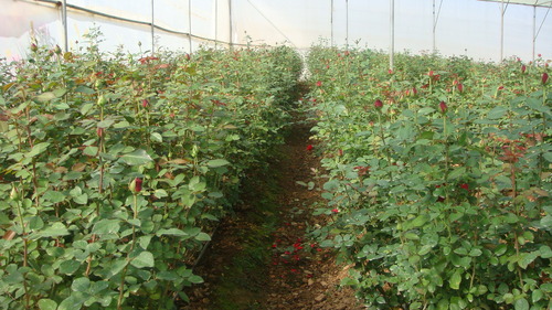 Red rose growing under greenhouse 