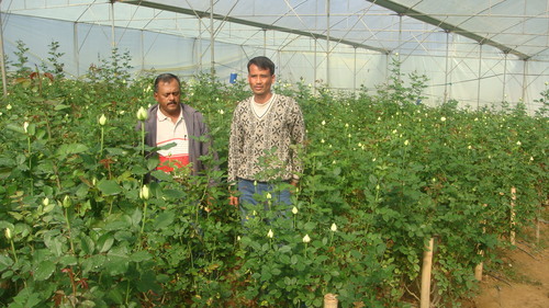 yellow rose in greenhouse 