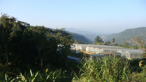 our green houses 