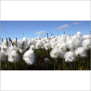 Cotton