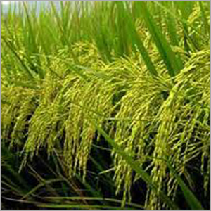 Indian Basmati Rice