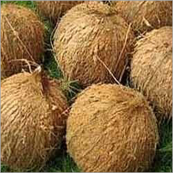 Semi-Husked Coconuts