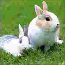 Clostridium Butyricum