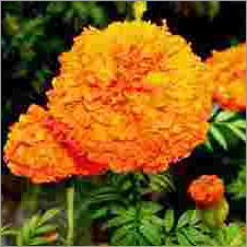 Xanthophylls