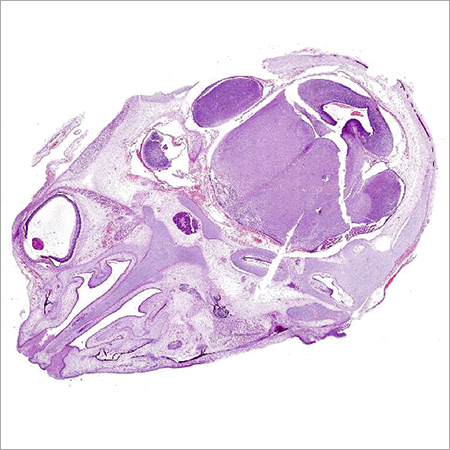 Face Development Sagittal Section Slide