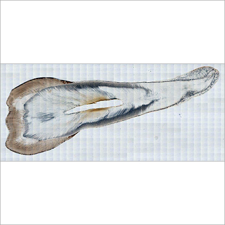 Full Tooth Groung Section Sliding Image