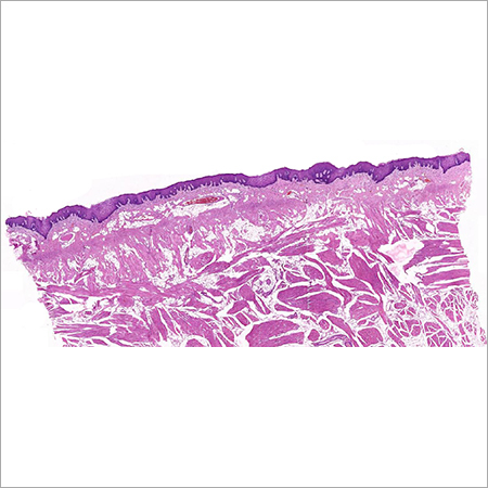Normal Cheek Mucosa Glass Slide