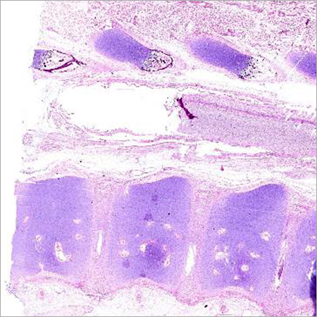 Vertebral Column Glass Slide