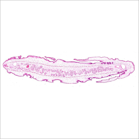 Taenia Solium Glass Slide