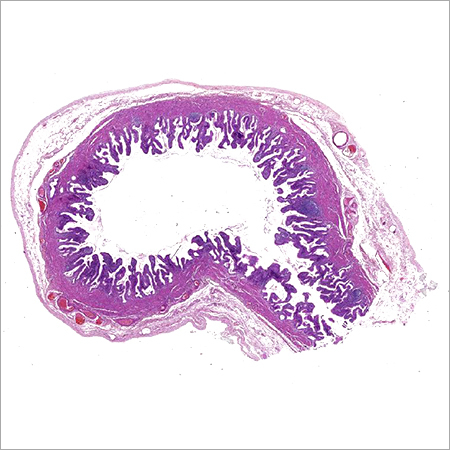 Normal Gall Bladder Glass Slide