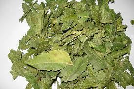 Dried neem leaves