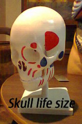Human Skull