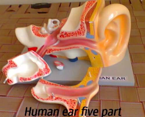Ear With Internal Parts