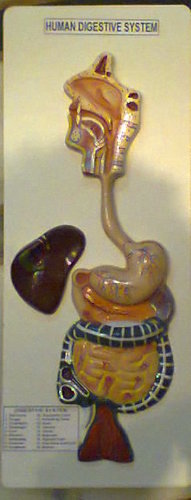 Human Digestive System