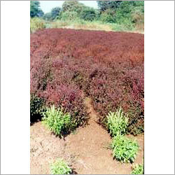 Tulsi Plant