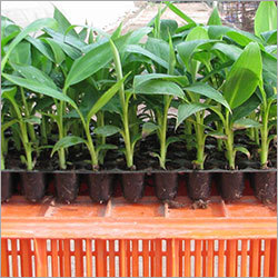 Banana Plant