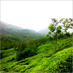 Munnar Local Tour Package
