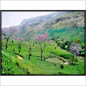 Munnar Holiday Package