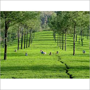 Munnar Honeymoon Packages