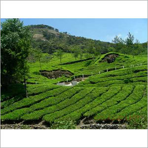Munnar Tour Package
