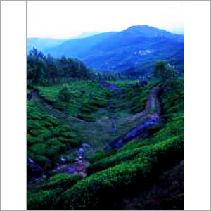 Munnar Holiday Tour