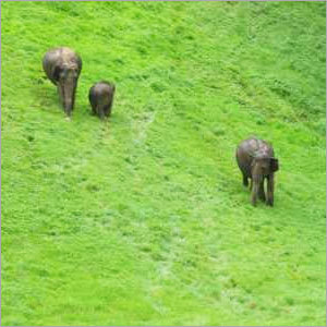 Thekkady Holiday Package