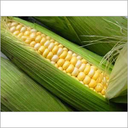 Natural Sweet Corn